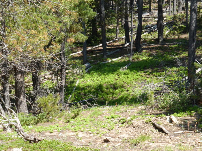 Listing 6201 Coal Creek Canyon Rd, Nederland CO 80466